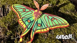 I Made a Spanish Moon Moth out of Polymer Clay for the New Year!!