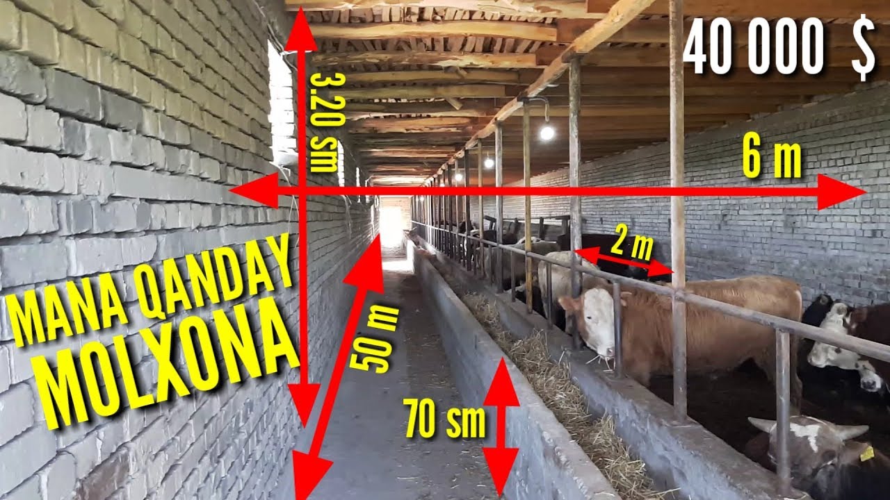 Молхона куриш проекты