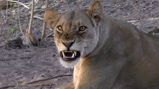 Chobe Safari Lodge, Kasane, Botswana, Africa