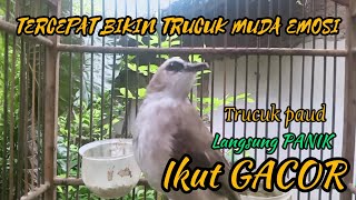 Download Lagu Trucukan Gacor cuklik cuklik NGEROL VARIASI cocok Buat Pancingan Trucuk Muda / Paud Belajar NGEROPEL MP3