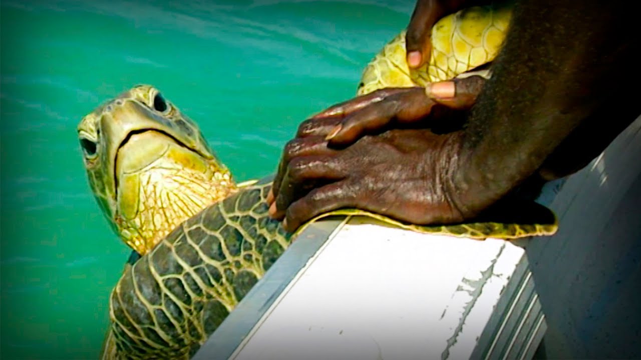 Hunt of turtles YouTube
