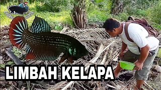 RAWA LIMBAH KELAPA SARANGNYA IKAN CUPANG ALAM  WILD BETTA IMBELLIS  #wildbetta #ikancupang