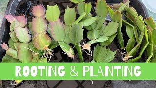 Rooting and Planting Schlumbergera Cactus | Thanksgiving, Christmas Cactus