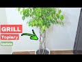 Update of My FICUS GRILL TOPIARY (BONSAI) | [PART- 2] Ficus Grill Topiary Ideas #topiary #ficus