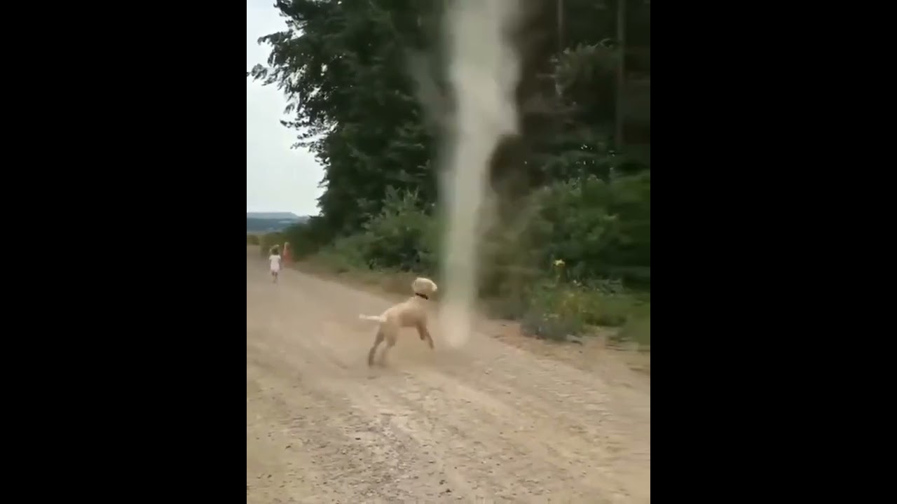 Dog Stops Tornado From Forming