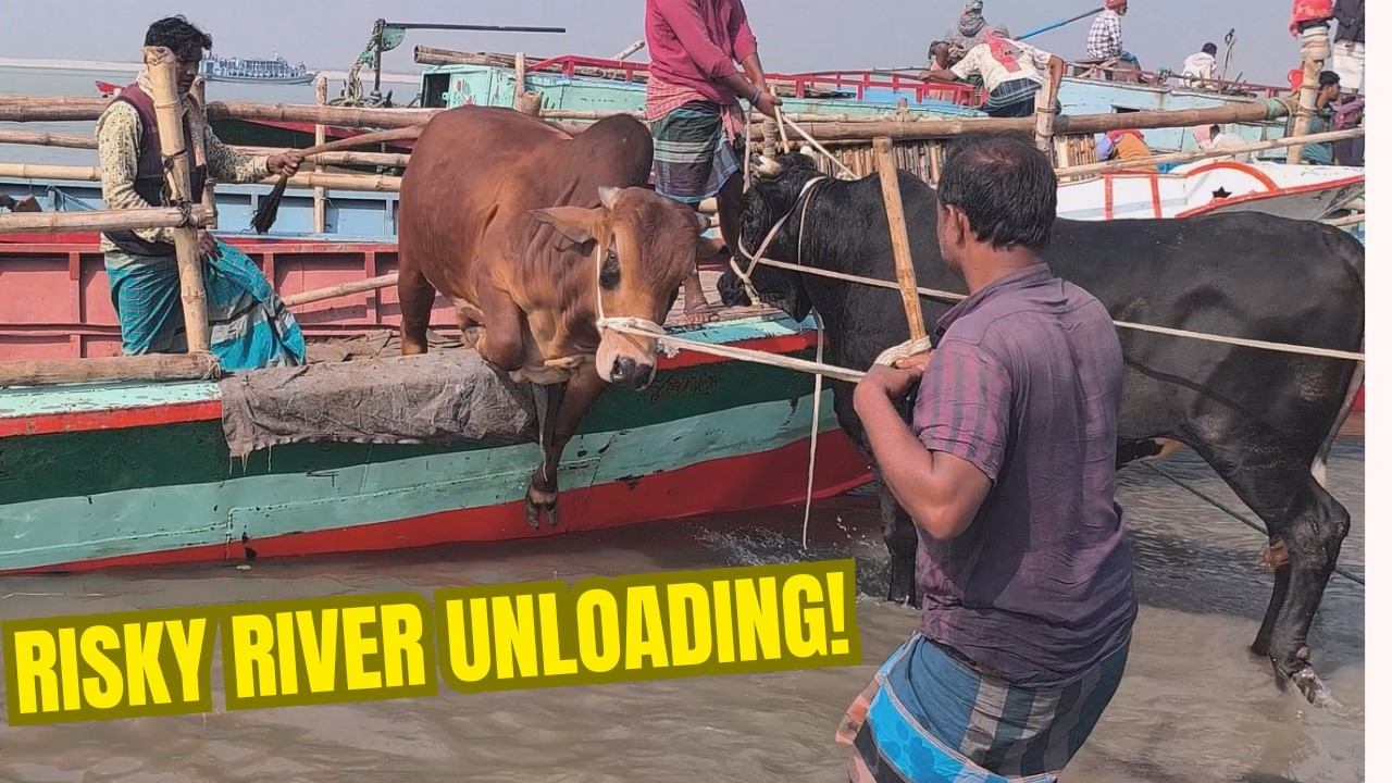 Cow Unloading from Wooden Boat | Real Village River Life
