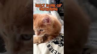 Adorable Zoomies 😻💫 #CuteCats #CatShorts #KittenFun #FelineJoy #CatLovers #MeowTime