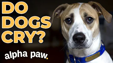 Why is my dog having tears?