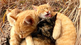 サクラ猫手術を受けたサビ猫をいたわってあげるお兄ちゃん猫たち