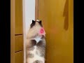 Koirerooy 5-in-1 Laser Cat Toy USB Rechargeable for Indoor Cat