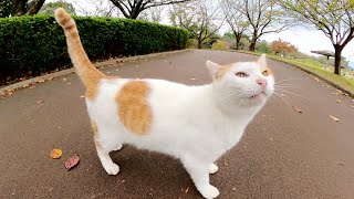 いつも人懐っこい茶シロ猫が縄張り争いでピリピリする