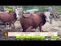 Tu vitrina ganadera- TvAgro por Juan Gonzalo Angel