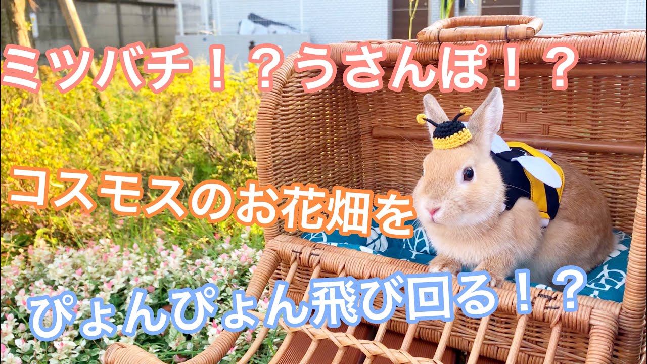 11 コスモスのお花畑をうさんぽ！ネザーランドドワーフのうさぎが