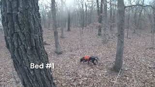 Can a Pitbull Track Deer UBT 2 Test.