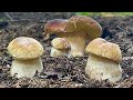 Невероятно! Белые грибы полезли в жару и засуху! Грибы 2021