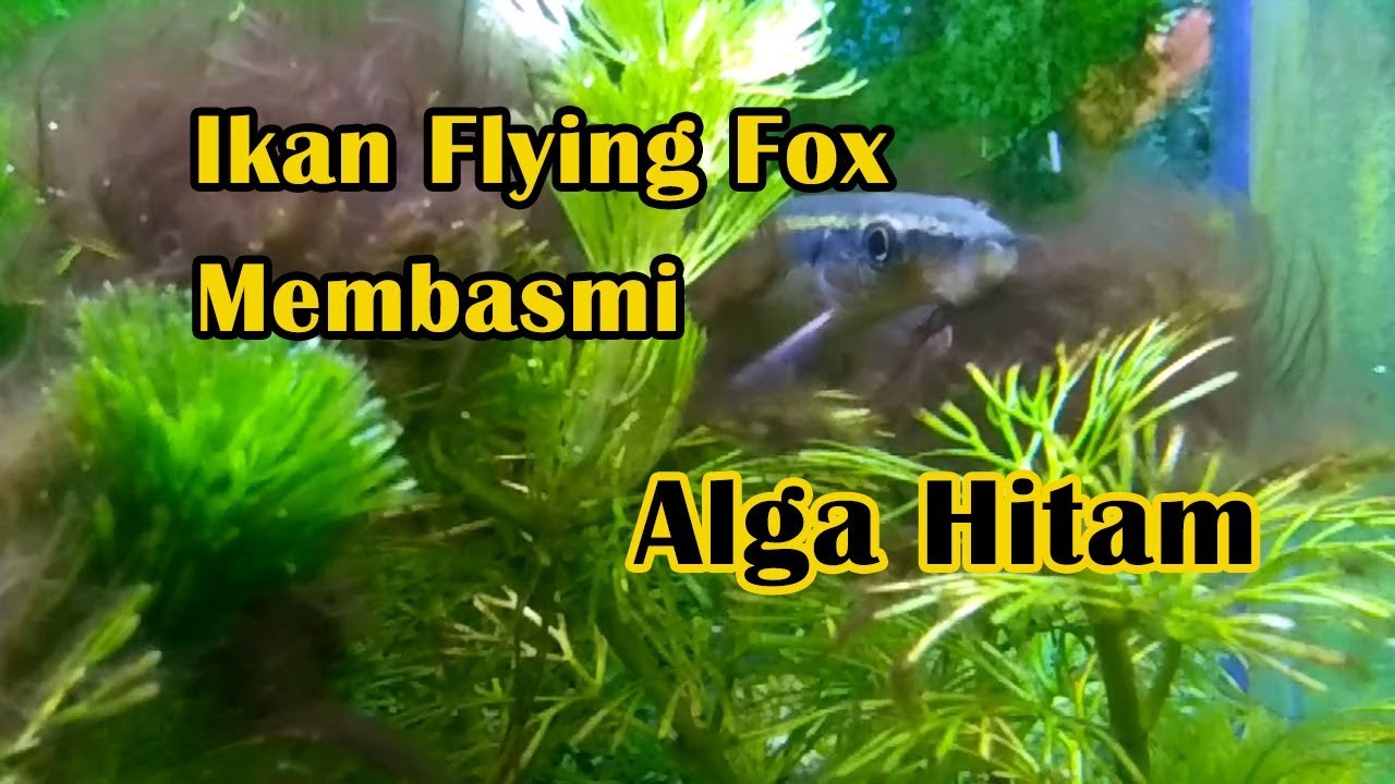 Ikan Pemakan Alga Rambut