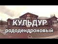 ЕАО. Кульдур. Прогулка по поселку. Рододендроновый рай!