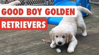 Good Boy Golden Retrievers | Funny Dog Video Compilation 2017