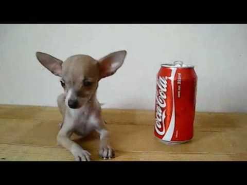 teacup deer head chihuahua