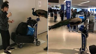 Emotional Support Peacock Denied Seat on Plane Resimi