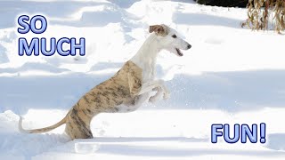 Whippet Puppy Plays In Snow For The First Time