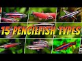 15 rare  common pencilfish  top aquarium nannostomus pencil fish types