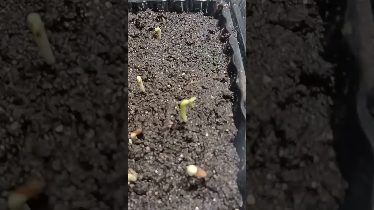 Desert Rose germination  