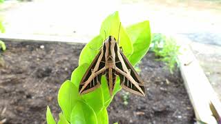 Banded Sphinx (Eumorpha fasciatus), French Guiana