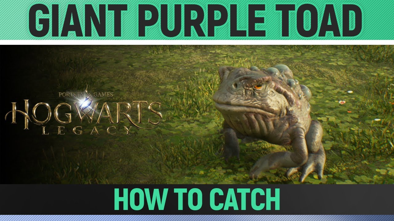 Hogwarts Legacy Giant Purple Toad Location How to Catch YouTube
