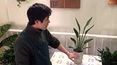 ストレリチア レギネ 極楽鳥花 の植え替え 観葉植物 Youtube