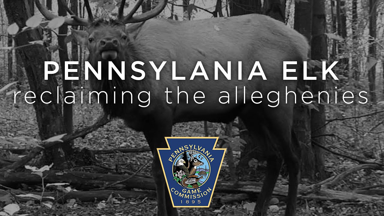 Pennsylvania Elk: Reclaiming the Alleghenies (c) 1999
