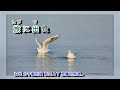 恋と涙の渡り鳥 都春美