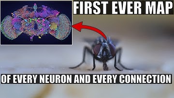 Wow! Largest Brain Map Ever Shows Every Neuron and Connection...In a Fruit Fly