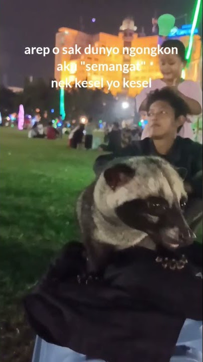 semangat || story whatsapp || musang pandan