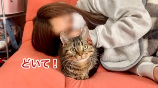 突然飼い主に枕にされ本気でブチギレてしまった子猫w