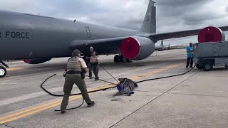 Gator on Florida Air Force base runway