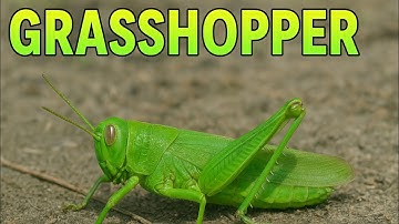 Amazing Grasshopper Close-Up at Gul Zoo | Full Nature Documentary