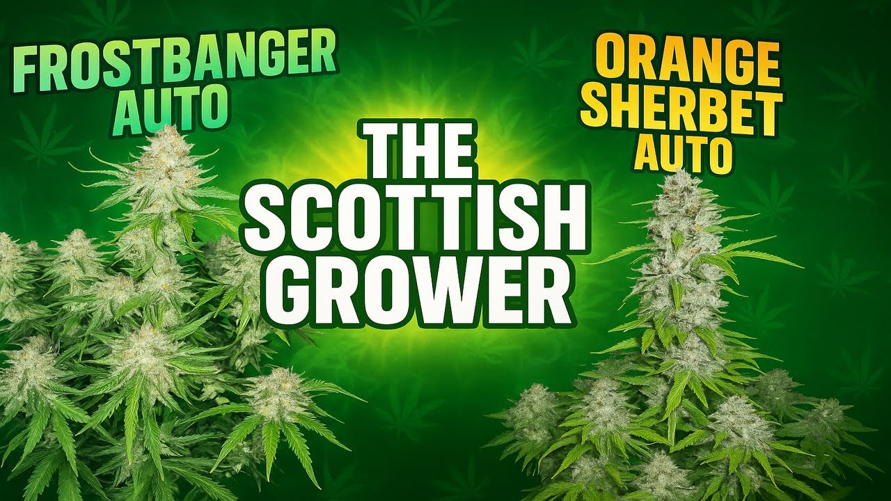 Best Grow Yet! 🥹 Frostbanger 🥶 Orange Sherbet 🧡 Auto Flowering Plants 