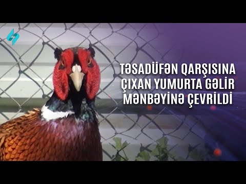 Video: Qırqovul yumurtası: faydalı xüsusiyyətlər və fotoşəkillər