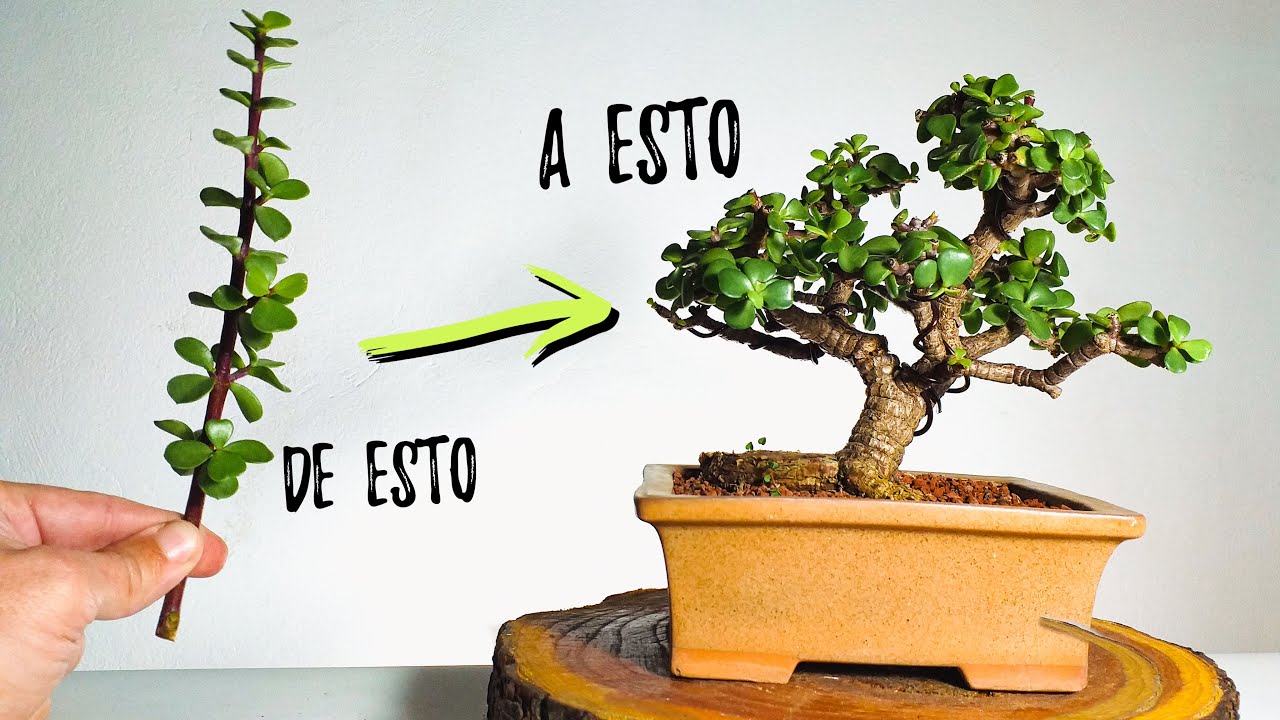 Planta de esqueje