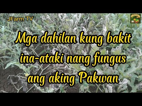 Video: Mga Karaniwang Sakit sa Pakwan - Mga Tip Para sa Paggamot ng mga Problema sa Pakwan