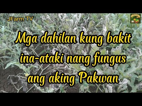 Video: Paggamot ng mga Powdery Dahon Sa Mga Halaman ng Pakwan: Alamin ang Tungkol sa Powdery Mildew Sa Mga Pakwan