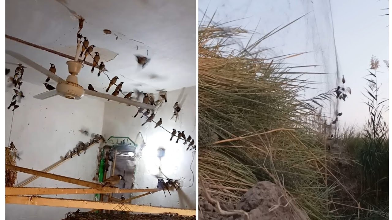 صيد.البلابل تصوير المحمية