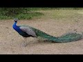 मोर नृत्य Peacock Dance Complete 2:20 & Screams HD by Ute Neumerkel #peacockdance Pfau schlägt Rad Mp3 Song