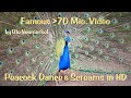 मोर नृत्य Peacock Dance Complete 2:20 & Screams High Quality HD, Pfau schlägt Rad , by Ute Neumerkel