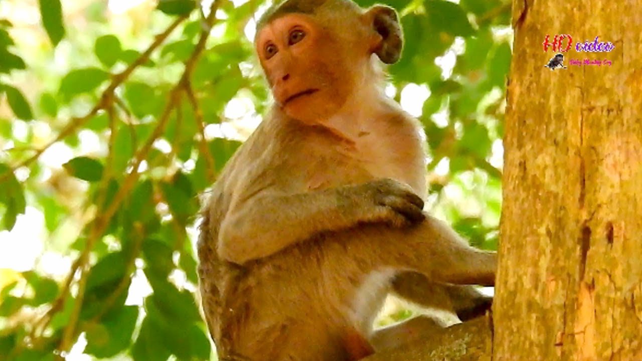 Sadness day !!! Janet stay alone on tree no mom care, Janet look around wait mom Jane come to nurse