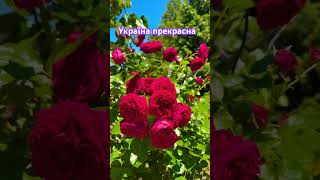 Липень відпочинок Вінниччина Україна прекрасна людьми Героями природою Мир Перемога Київ Житомир🇺🇦