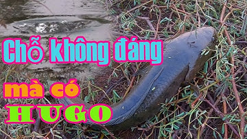 Hành trình săn cá lóc hugo tập 13