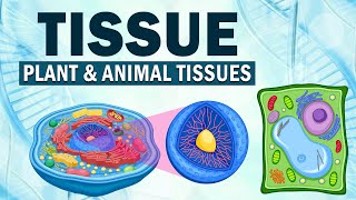 Class 9 | Tissue Plant and Animal tissues | Biology | ICSE Board | Home Revise screenshot 5