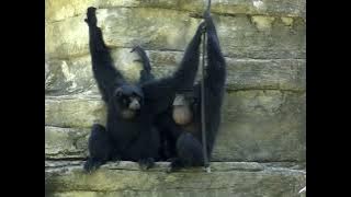 Siamang calls